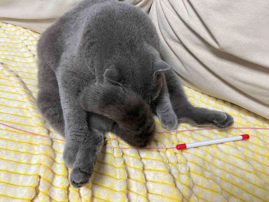 折耳猫耳朵很小 短厚 微折总是这样折叠坐着睡觉,请问是发病了吗?