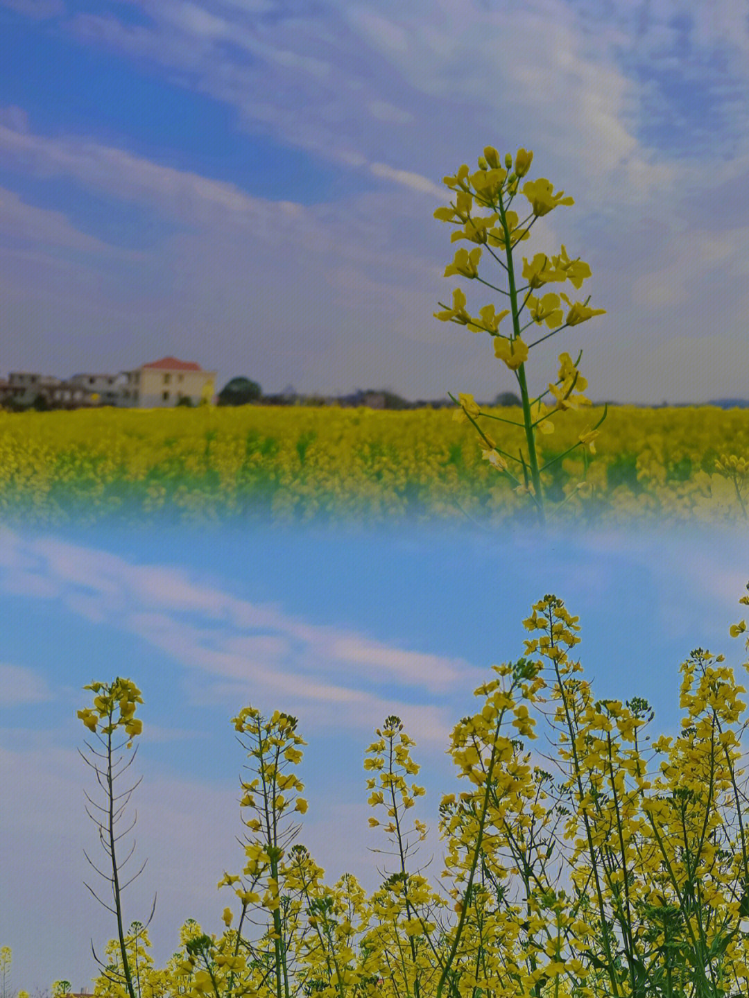 二圣油菜花基地图片