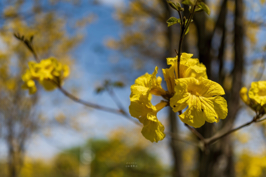 黄风铃花