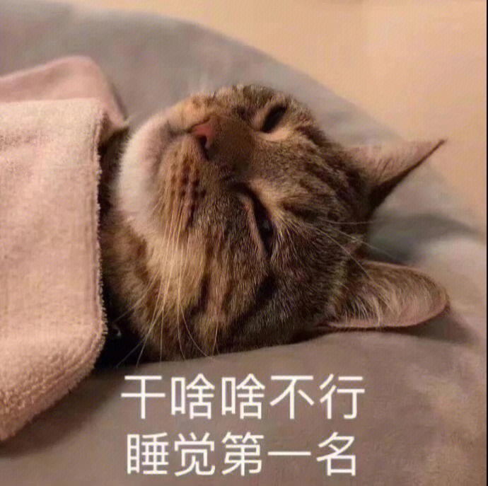 让我睡一晚表情包猫咪图片