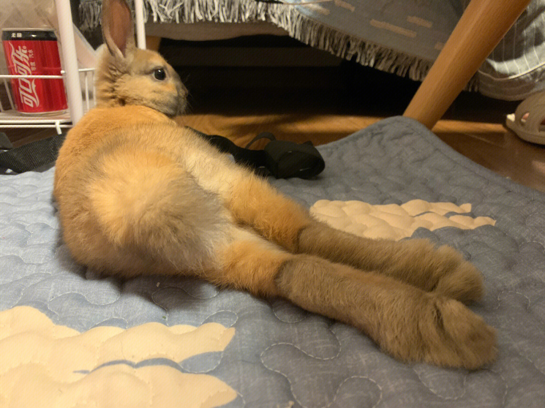 兔兔的蜜汁角度性感翘臀大长腿