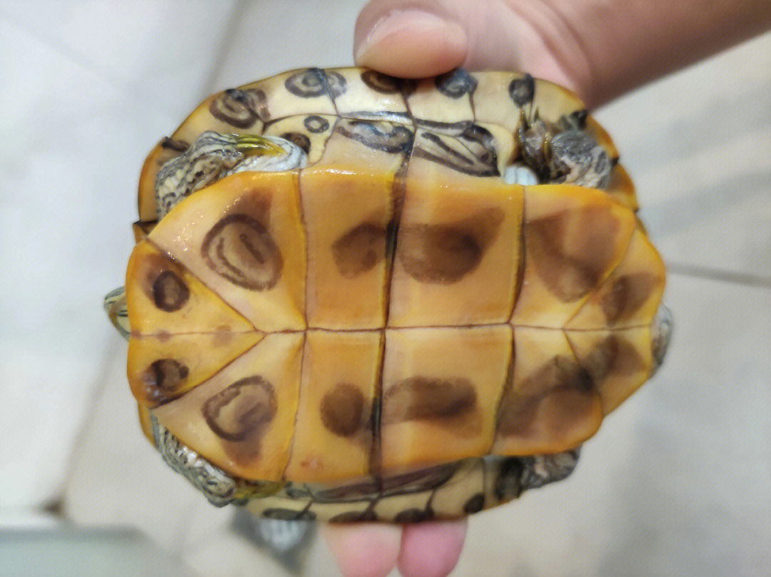 乌龟身体肿胀图片
