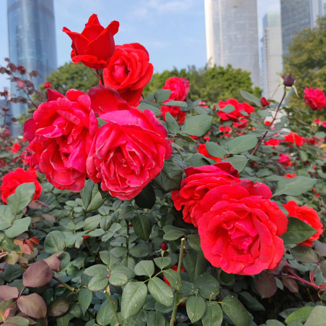 广州花城广场的月季美爆了,花朵又大,颜色又红,想问问是什么品种的