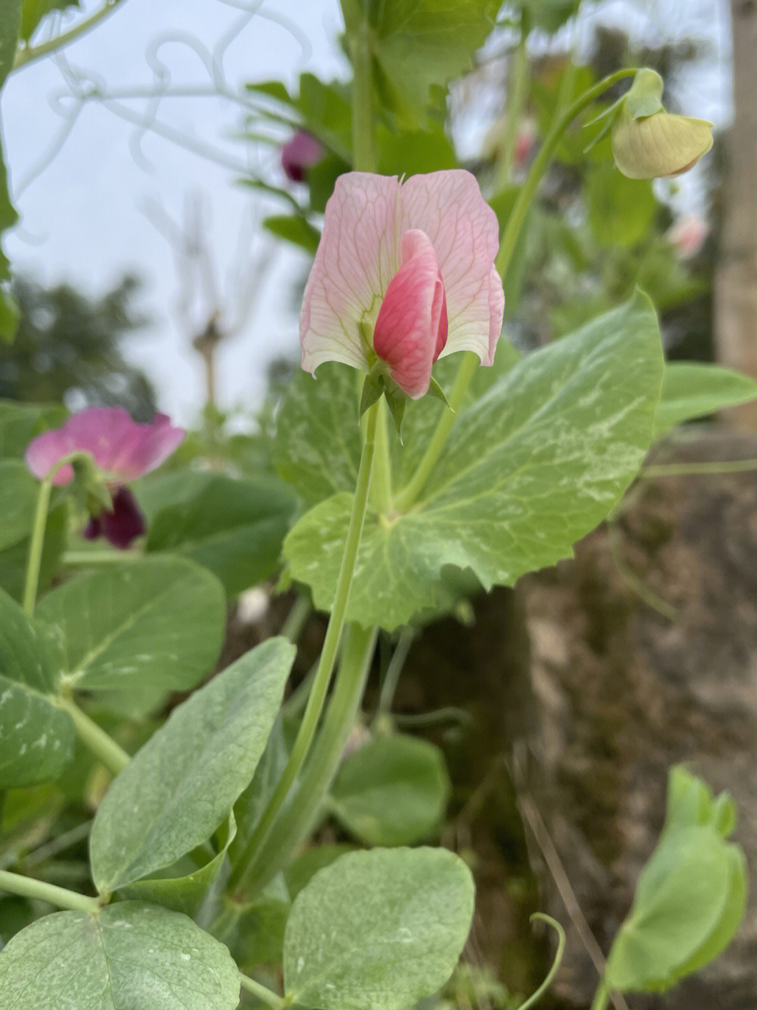 粉色豌豆花抓住了我的心