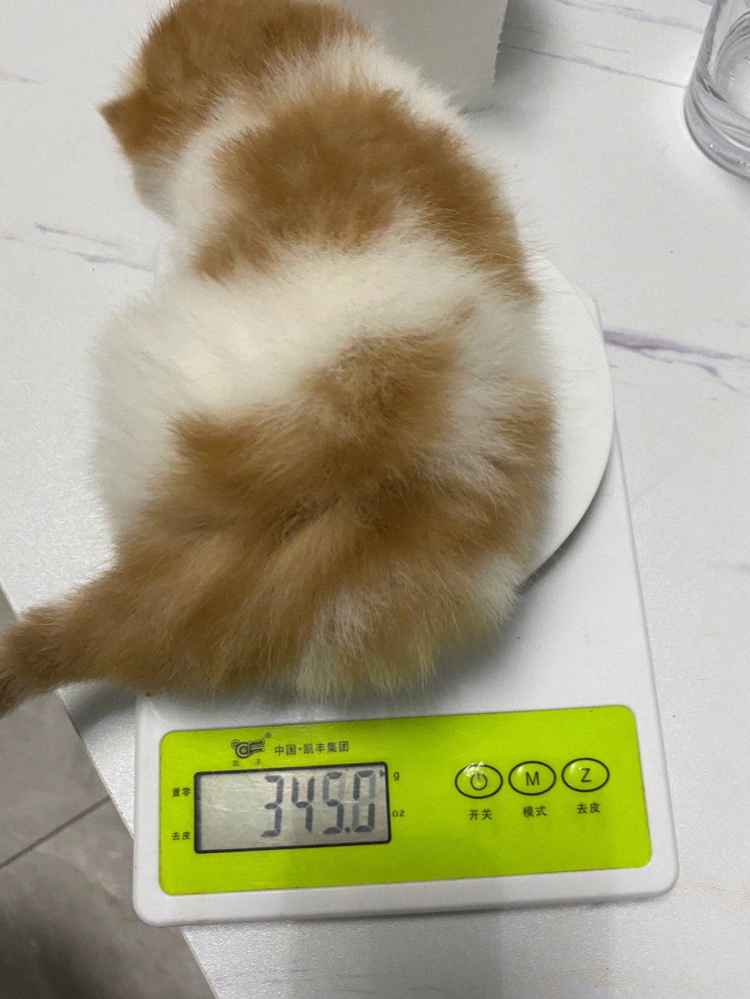 中型猫体重图片