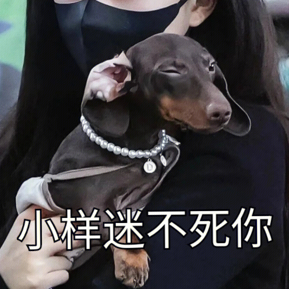 腊肠犬表情包图片