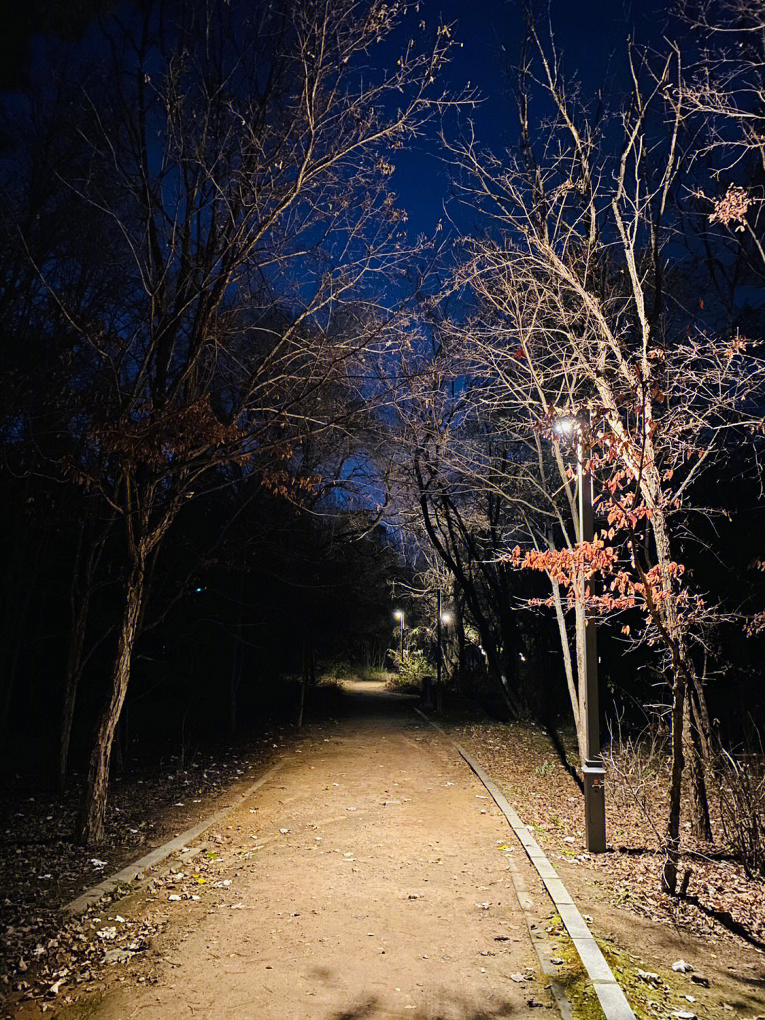 夜晚林间小道图片