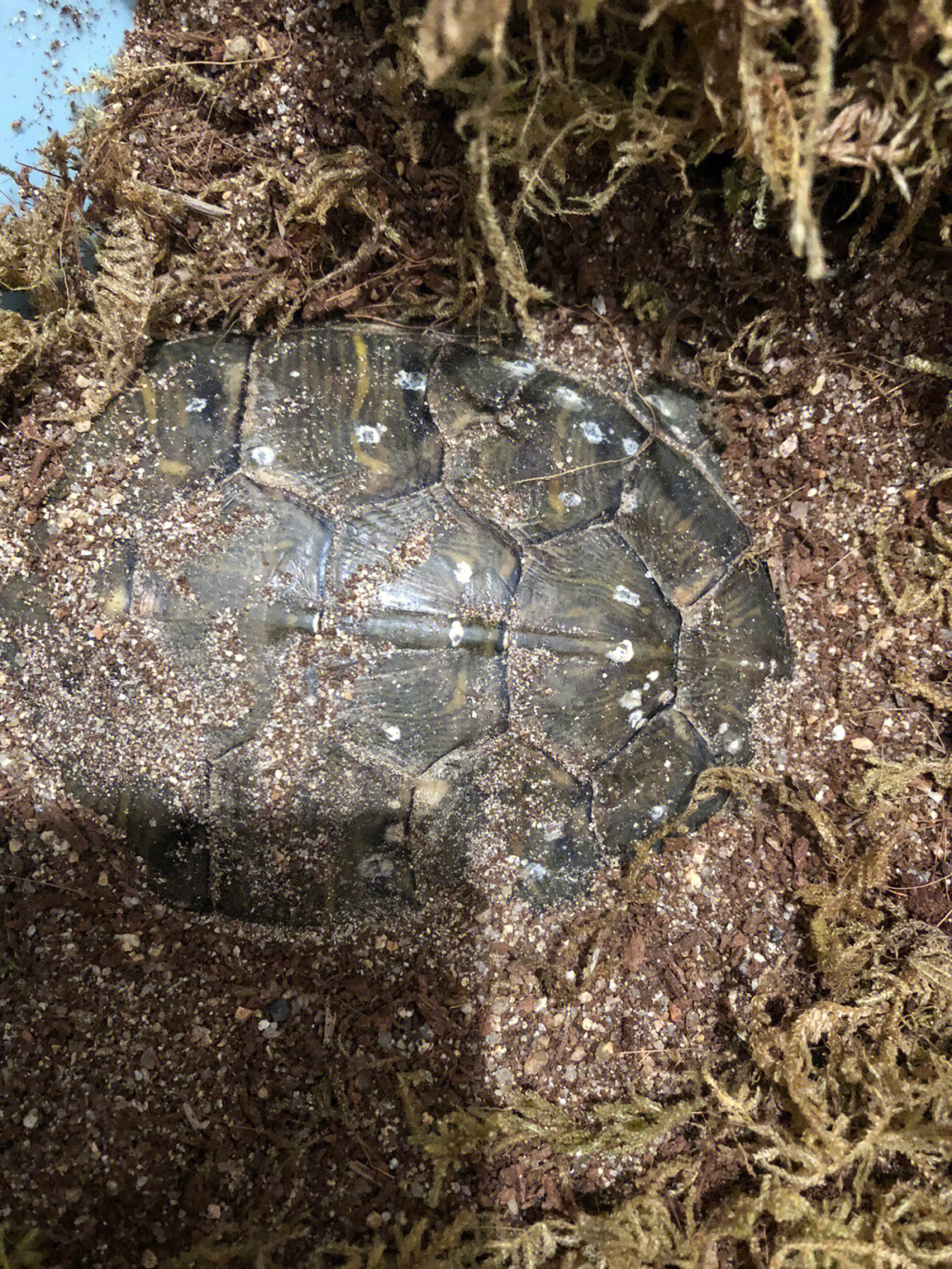 巴西龟冬眠过程中腐甲