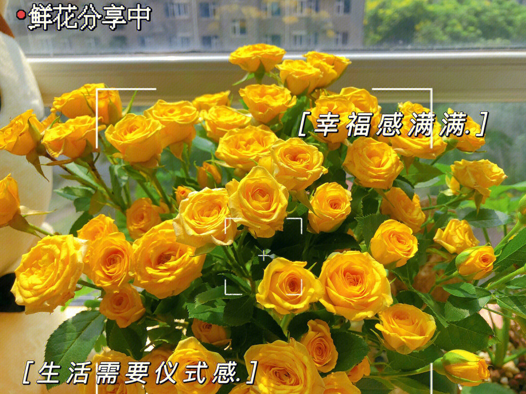 黄泡泡玫瑰花语图片