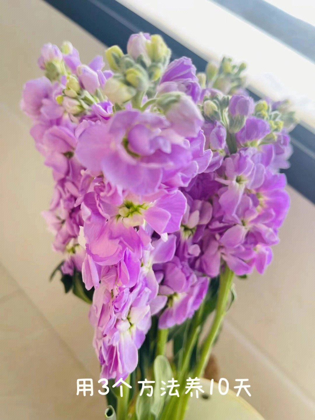 紫罗兰鲜切花花期多长图片