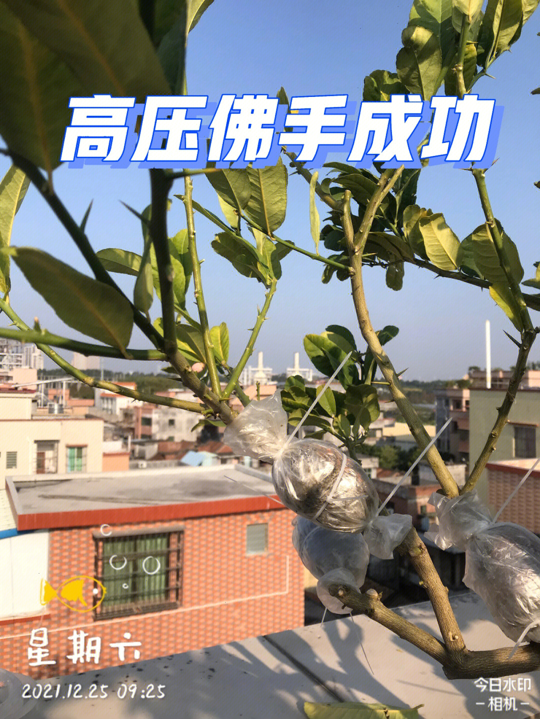 佛手花的繁殖图片