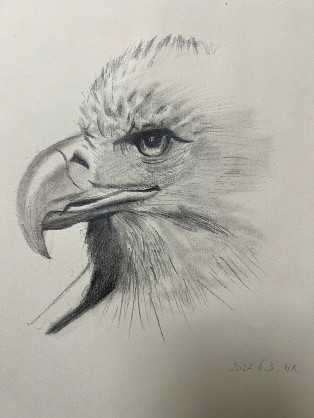 美国白头鹰简单画法图片