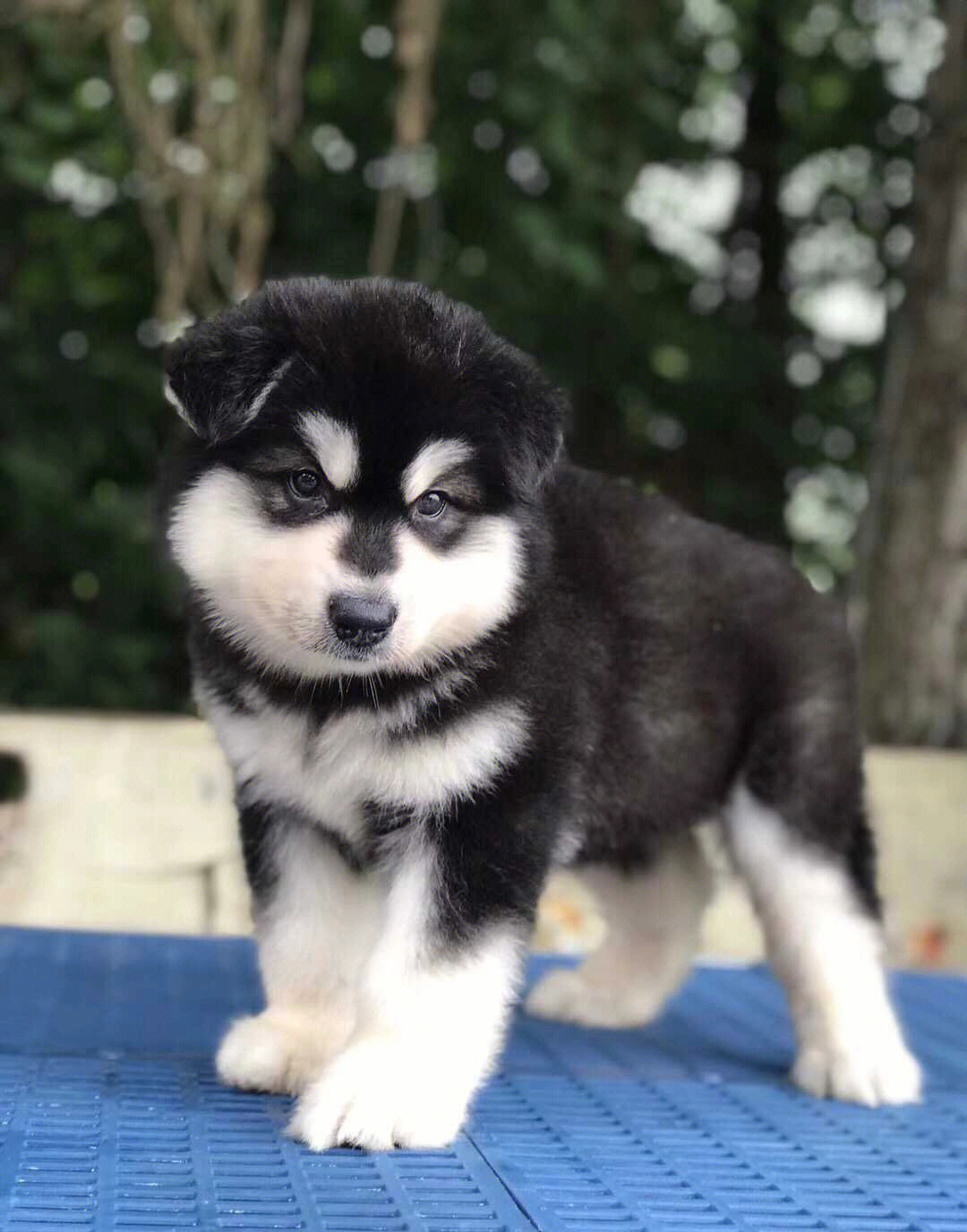 阿拉斯加幼犬活体 撩妹神犬 纯种家养宠