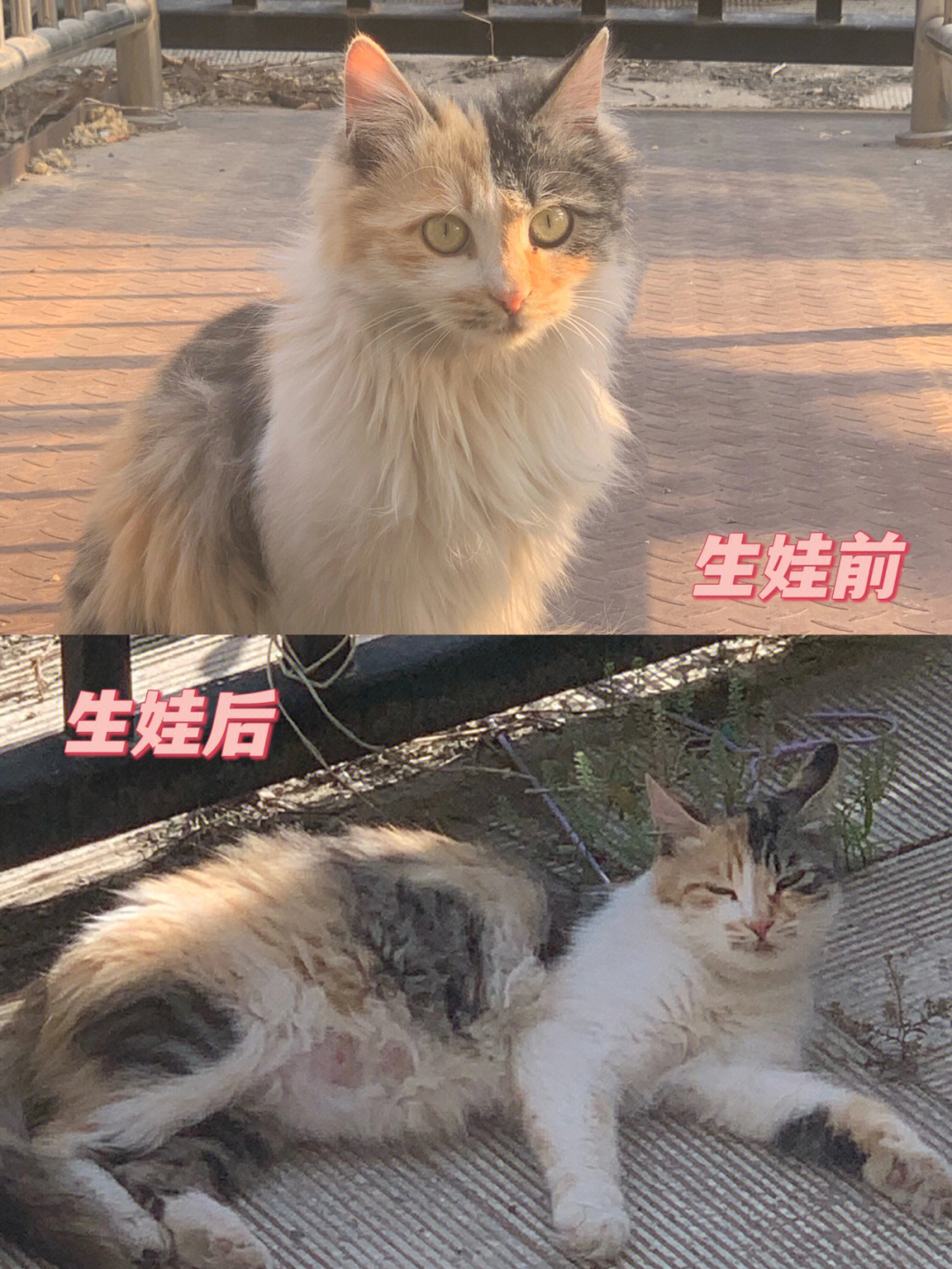 梦见猫生孩子图片