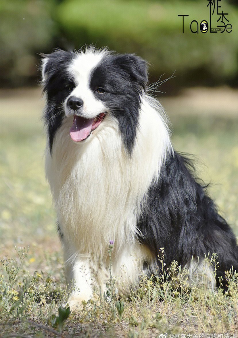 桃李边牧犬舍我的神