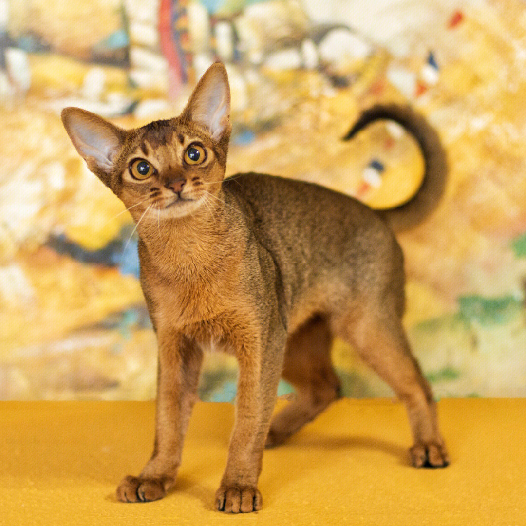 阿西比尼亚 猫图片