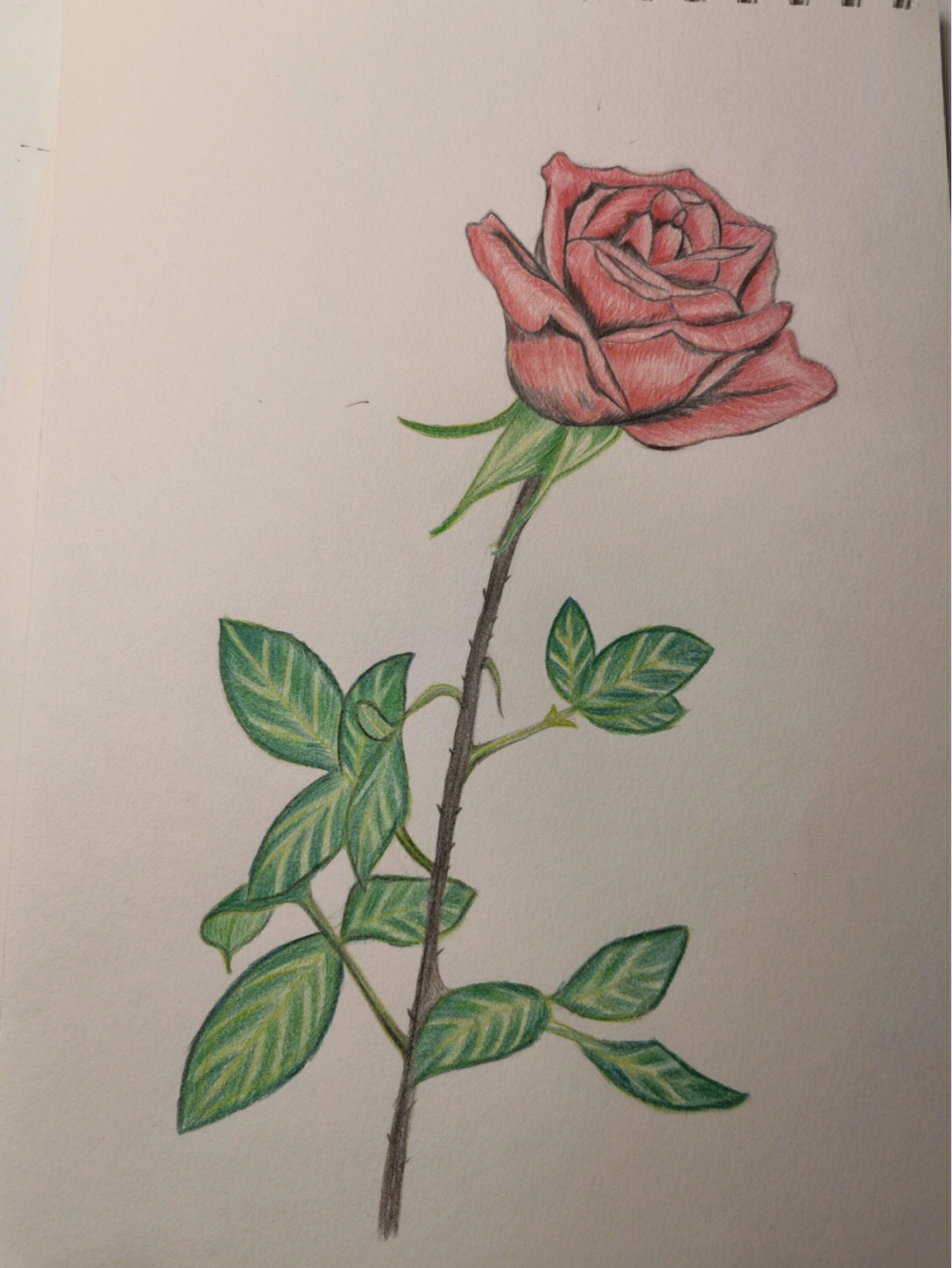 玫瑰的荫下怎么画图片