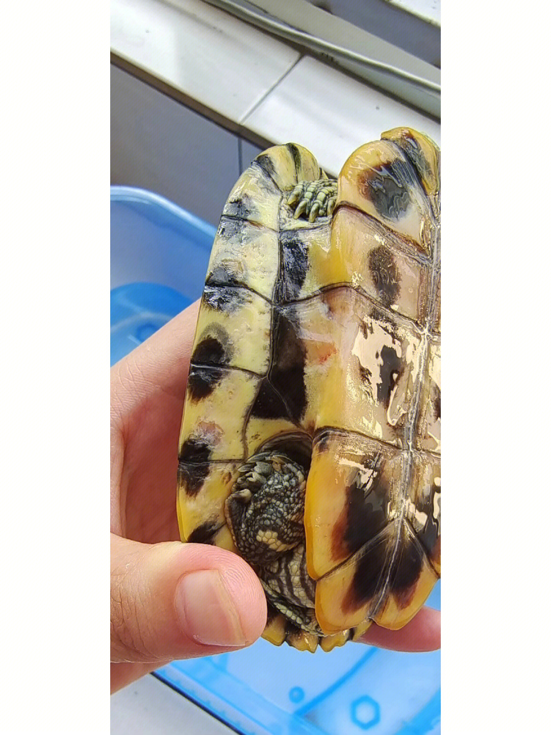 我的乌龟龟壳这样了正常吗