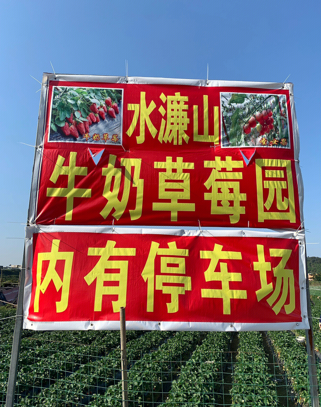 东莞玩乐地方探店④南城水濂山牛奶草莓园