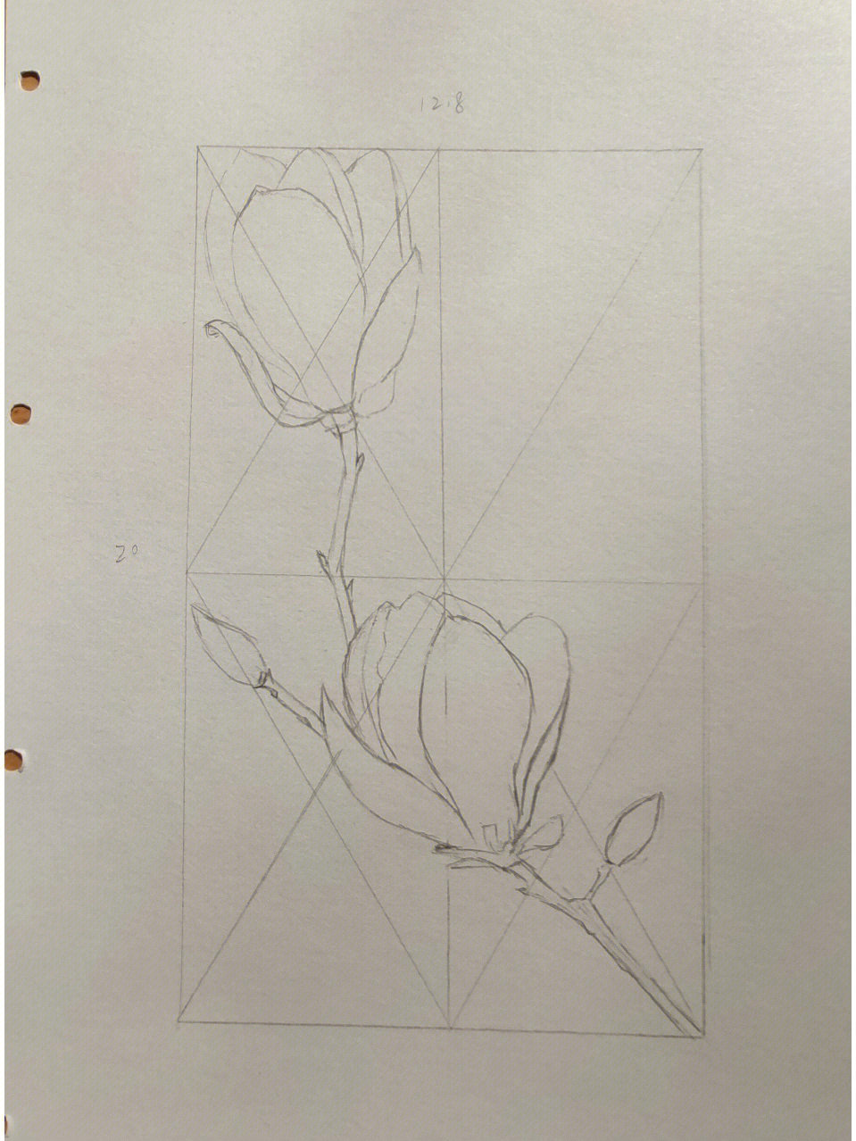 玉兰花简笔画 彩铅图片