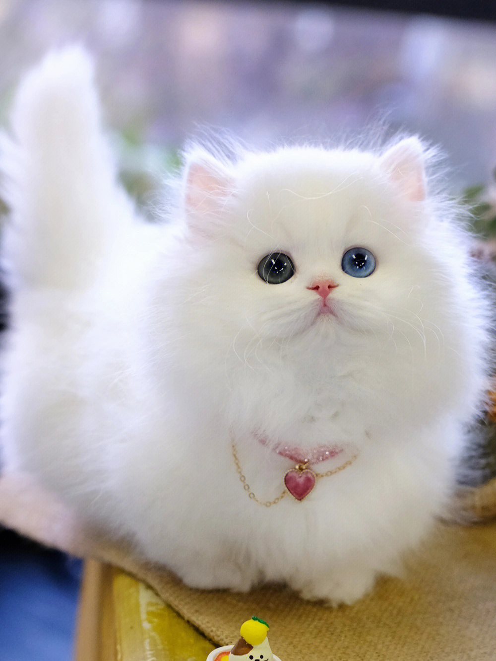 纯洁的纯白小猫猫球纯白米努特矮脚猫
