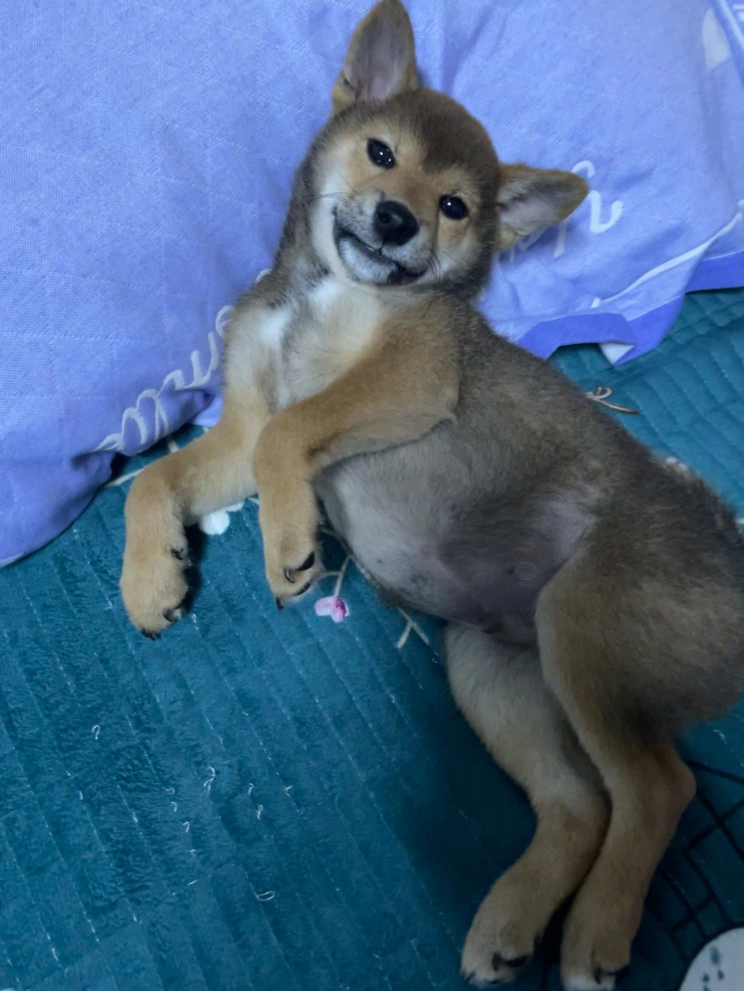 柴犬豆柴小体狗狗幼犬