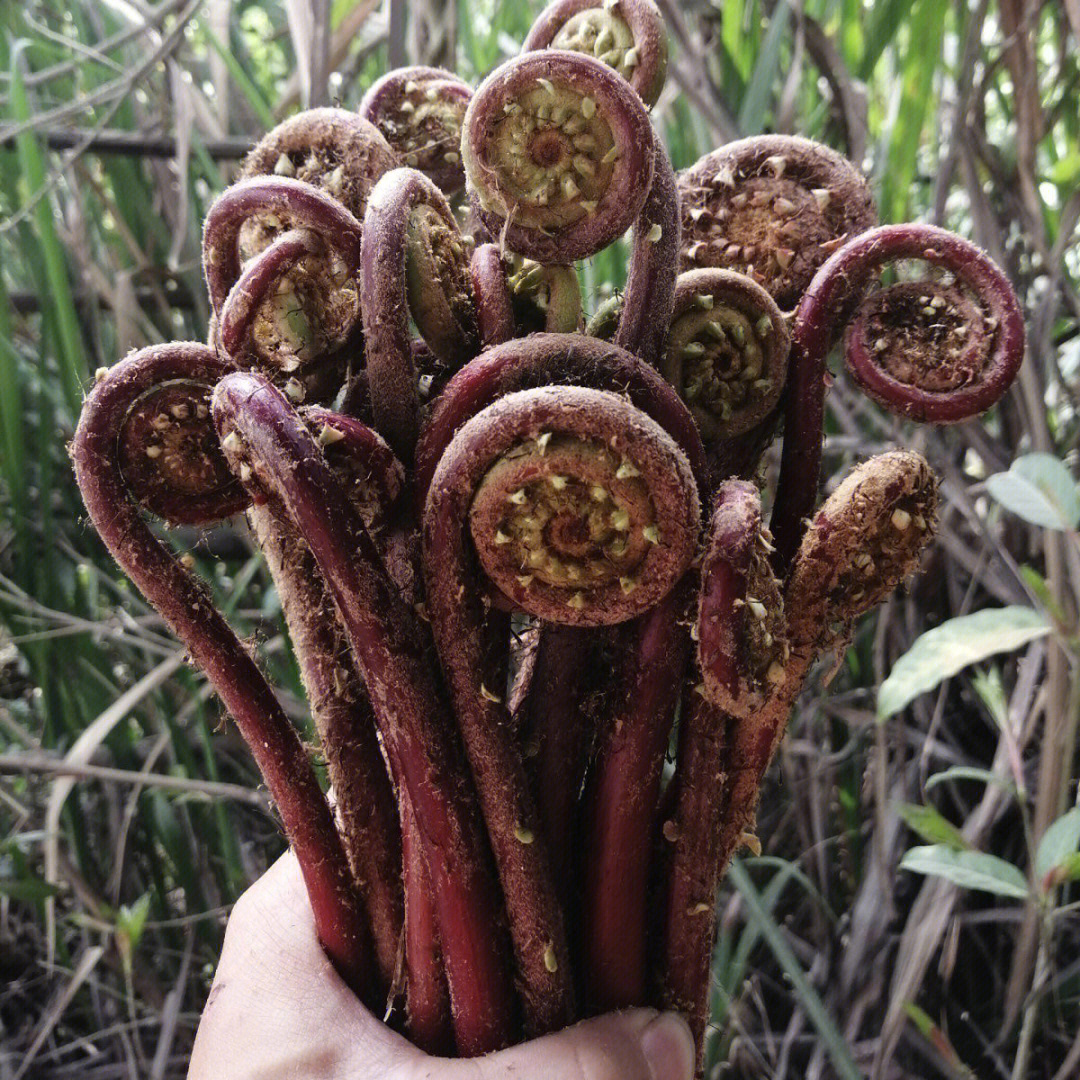 广东蕨菜我看你们没见过又沒有吃过,晒干后又可以煲汤92