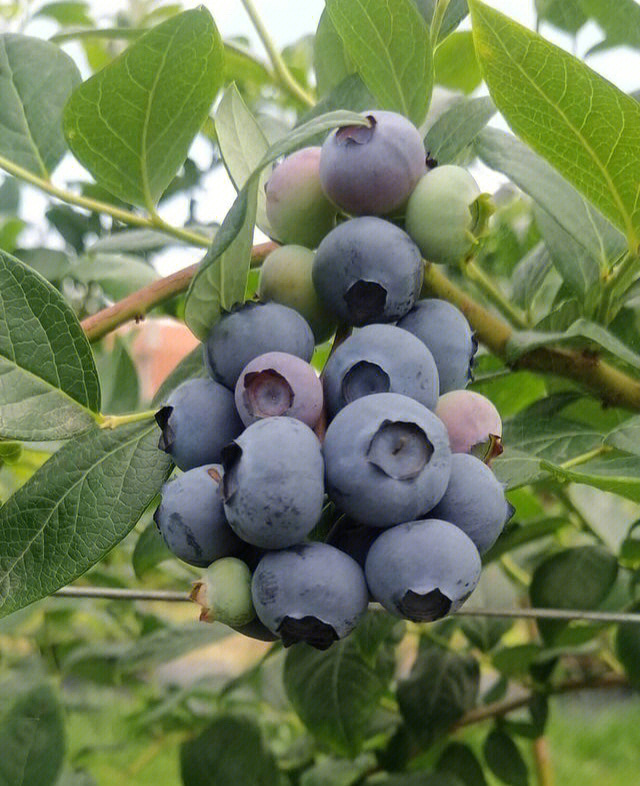 酷派蓝莓品种介绍图片