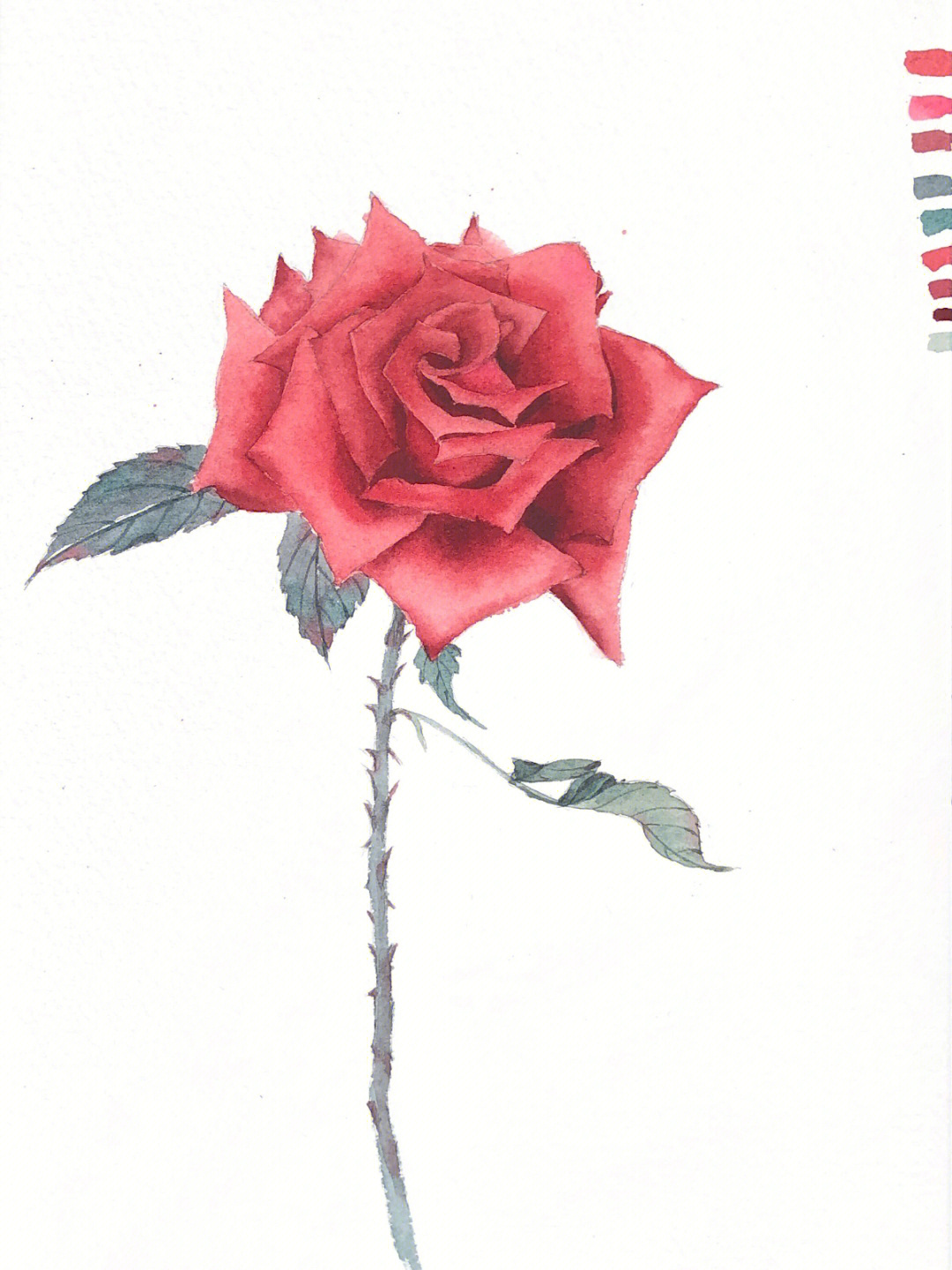 水彩画玫瑰花画法步骤图片