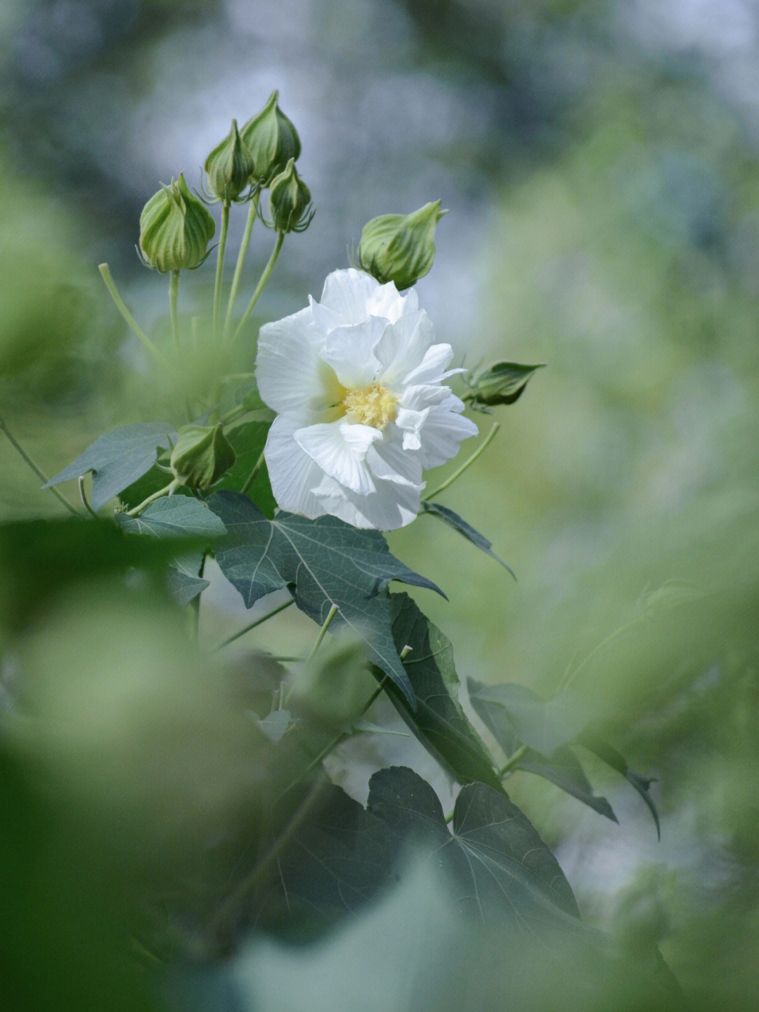 白色重瓣木芙蓉