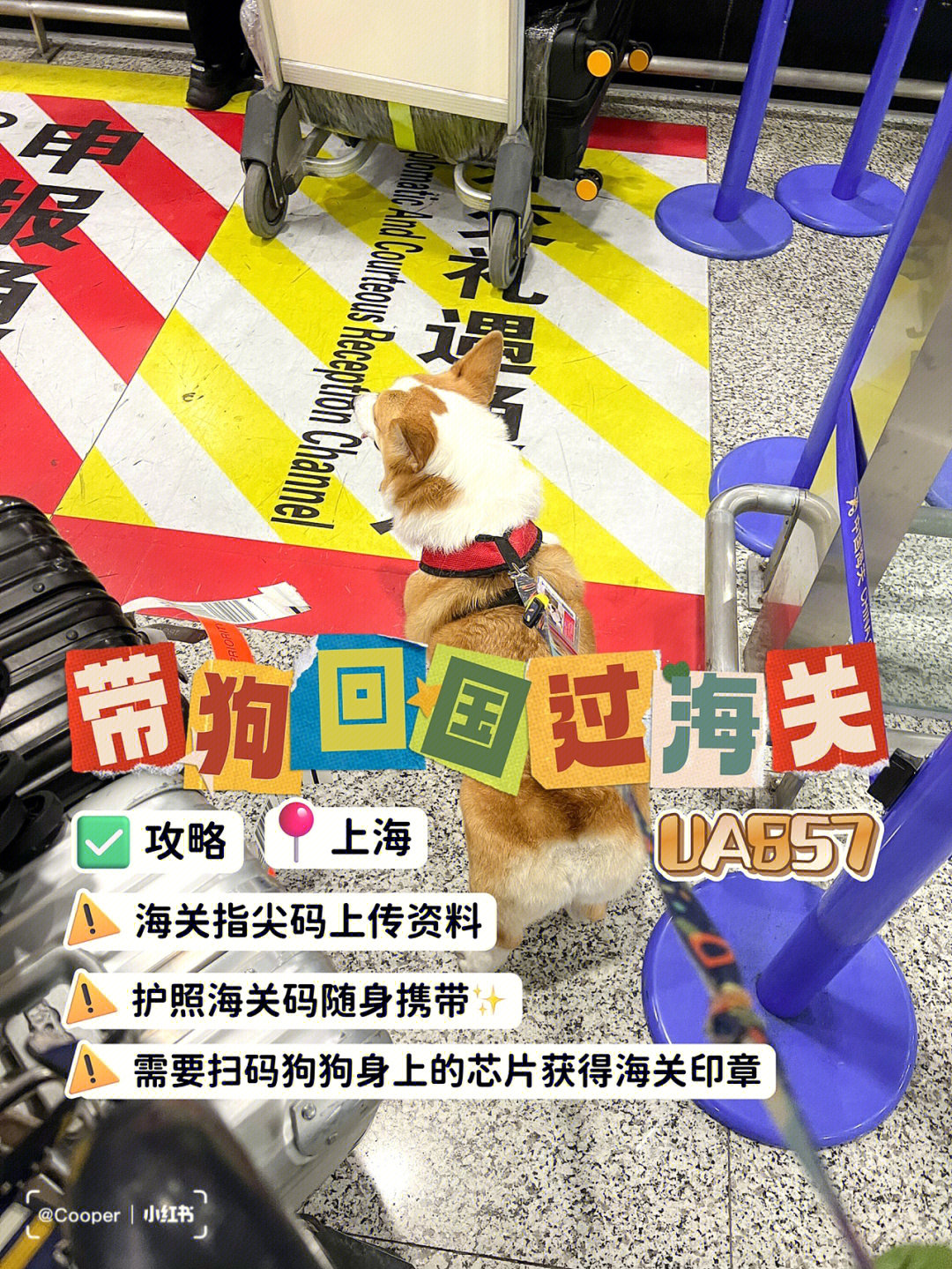 7615带狗回国97上海海关申报出关流程