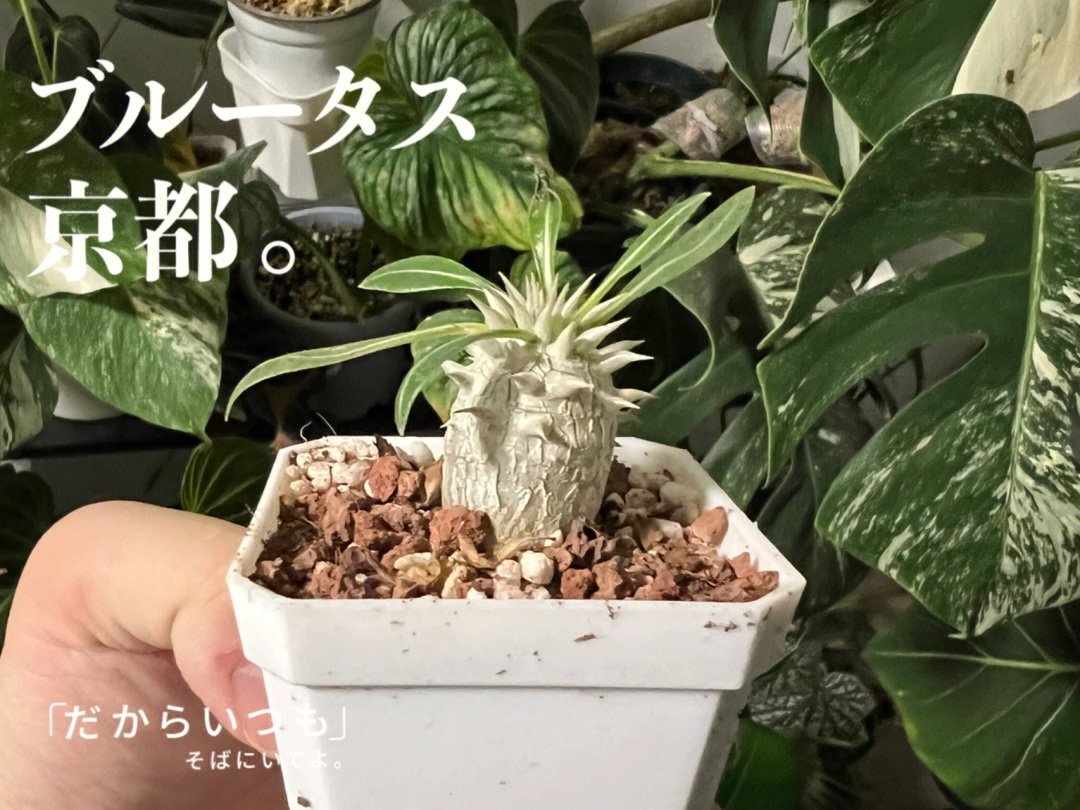 块根植物白胖子惠比须笑