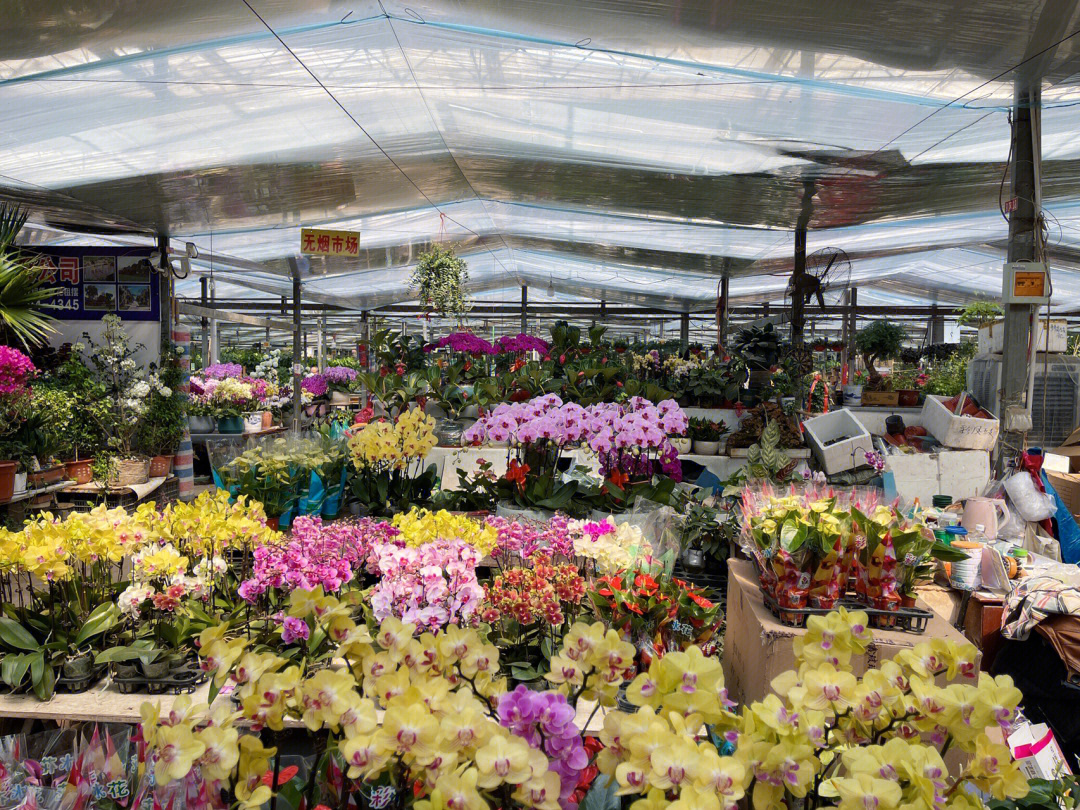 济南绿植哪里买富莱花卉市场值得一逛