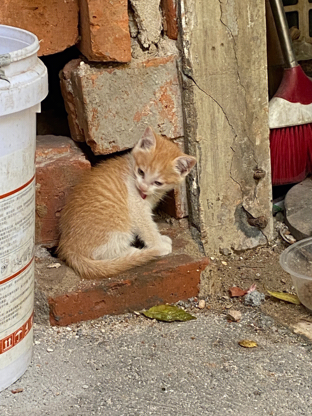 流浪猫收养中心图片