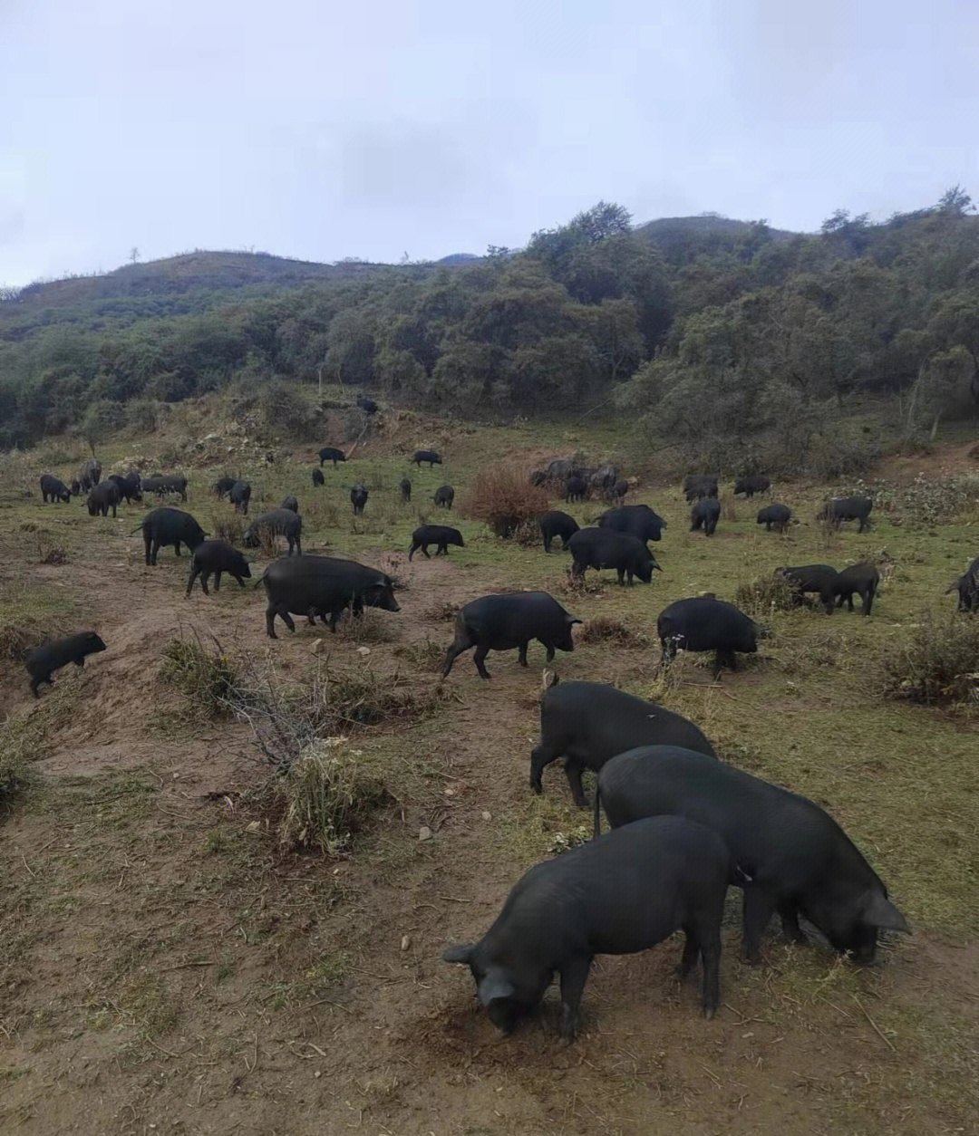 全年在大山里散养的土黑猪