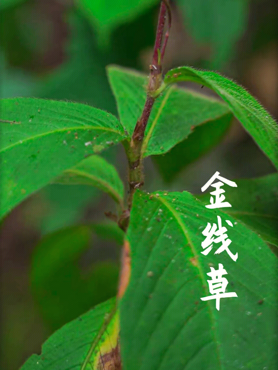 金线草:花开像丝绒,还对肝肾有好处!