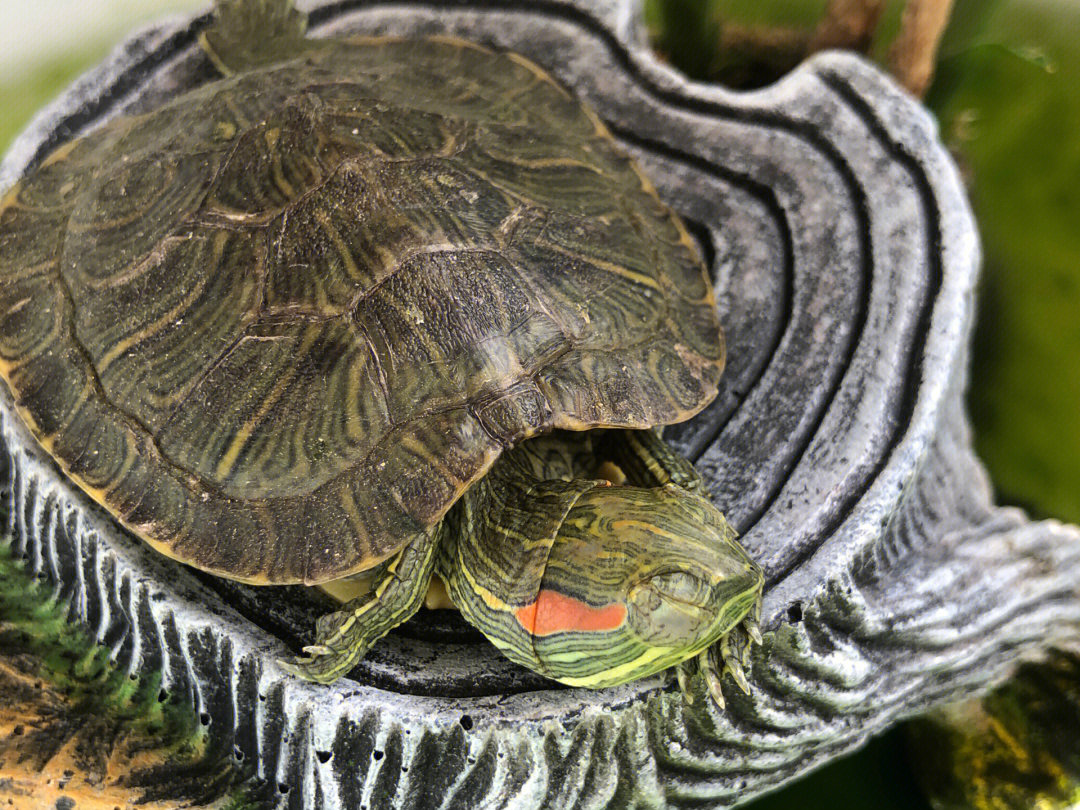 乌龟睡觉姿势图片图片
