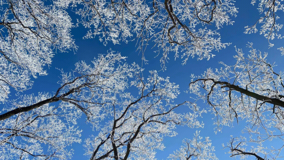 岁暮满山雪松色郁青苍