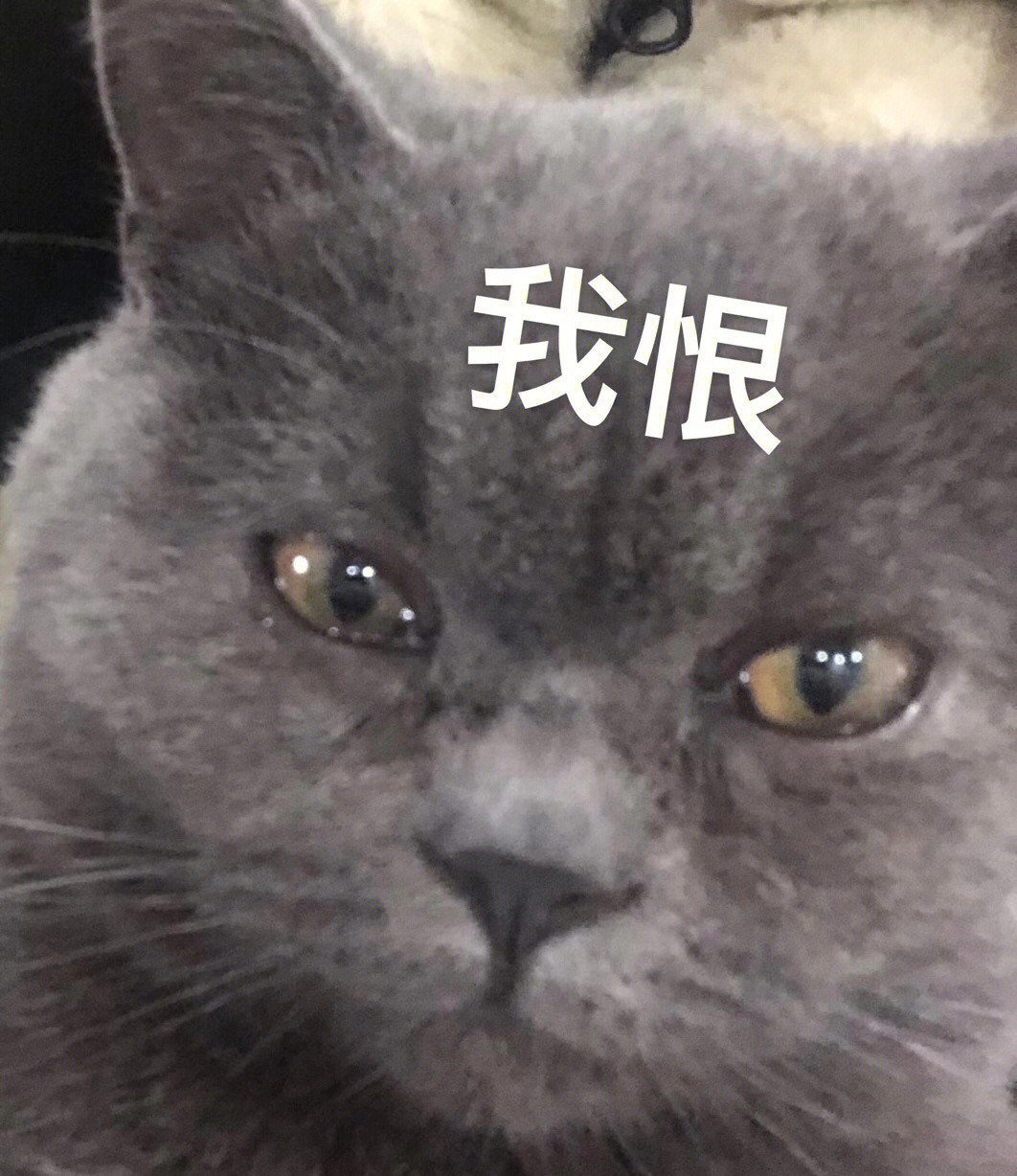 蓝猫表情包