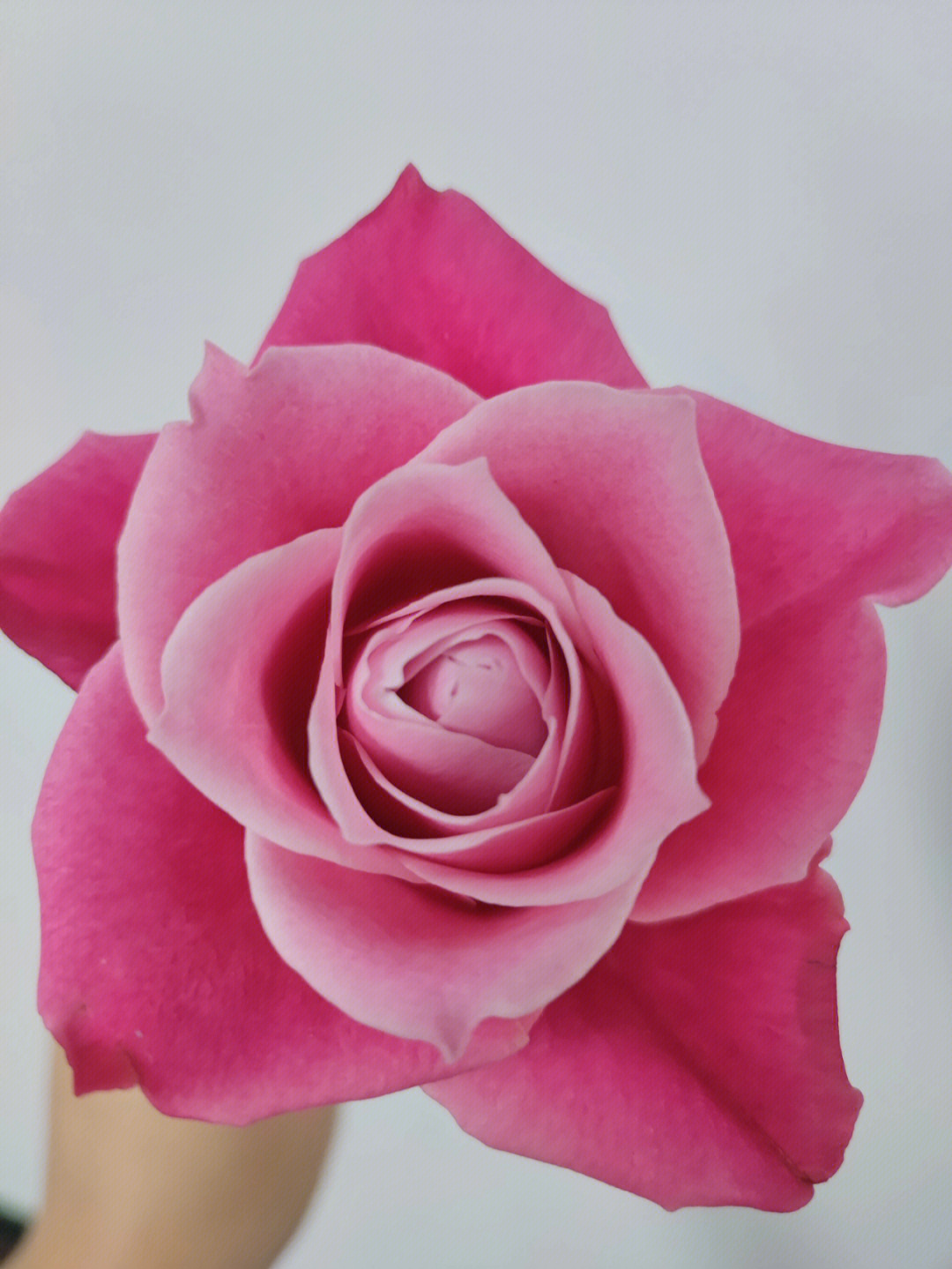 粉玫瑰泰姬图片