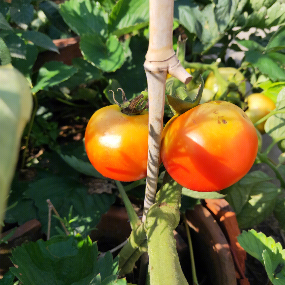 番茄成熟真的需要100多天