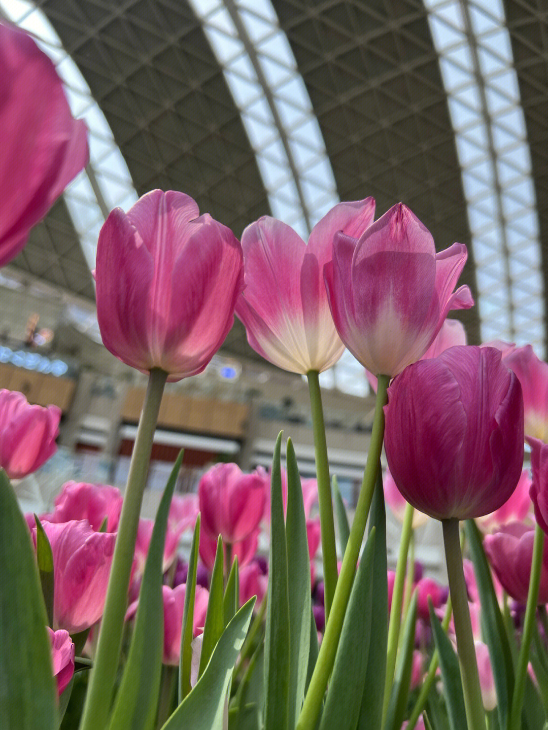 商场里的郁金香花展