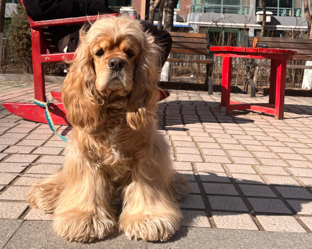 可卡幼犬二个月照片图片