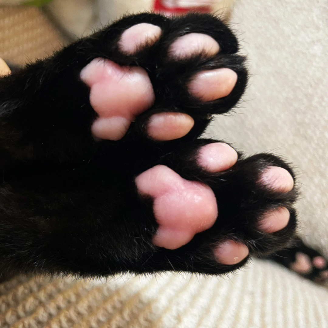 猫咪爪子一半黑一半粉图片