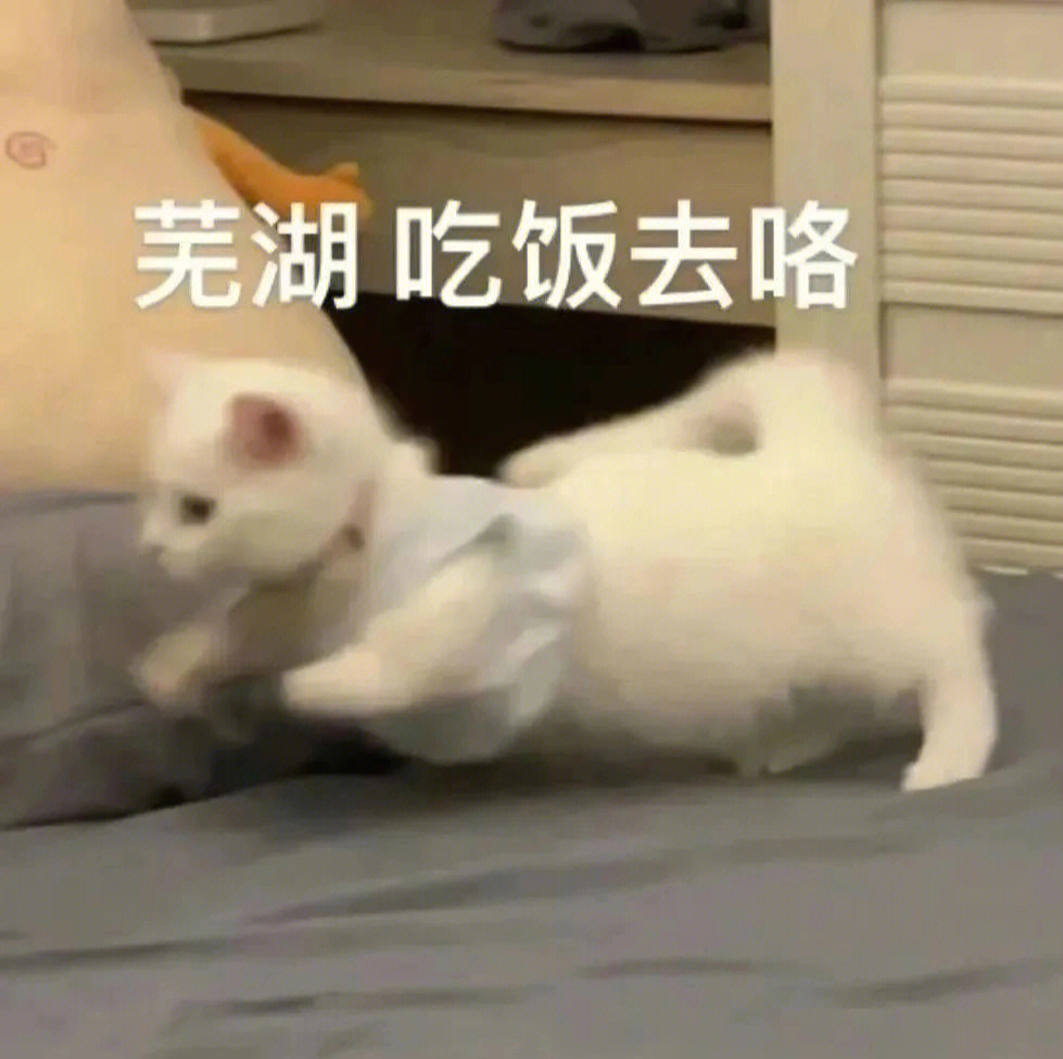 小猫吹口哨芜湖表情包_芜湖表情包图片_芜湖表情包