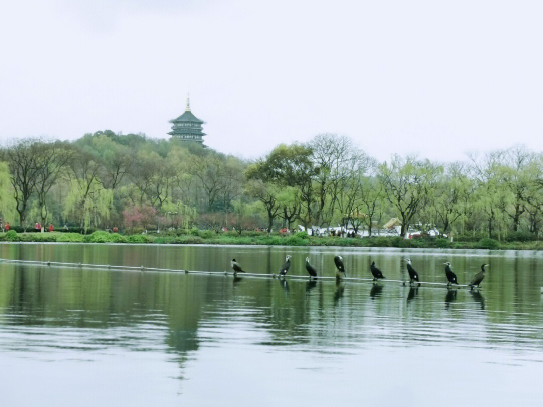 简单介绍西湖美景图片