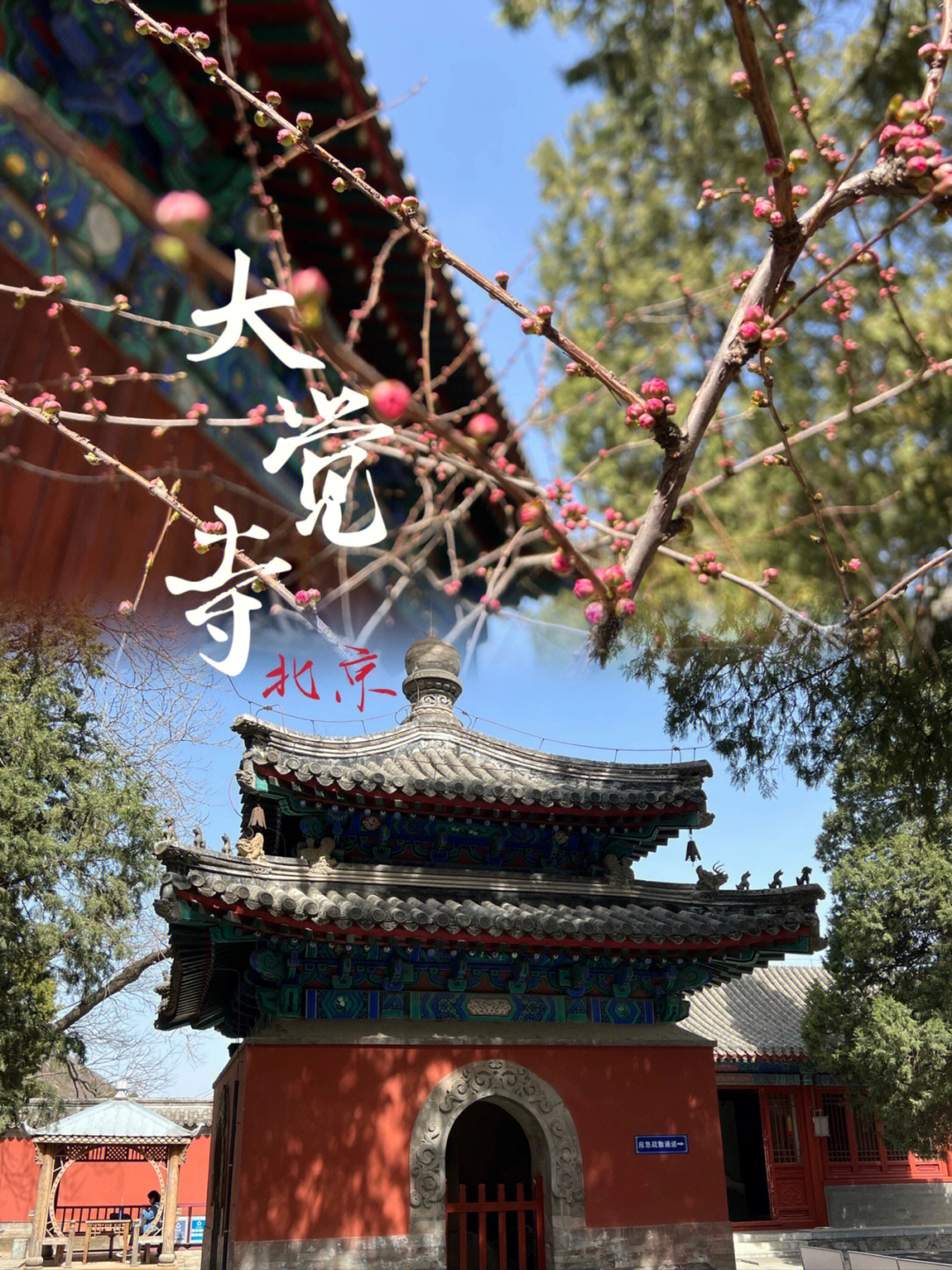 300多年的古树玉兰静谧祥和的矗立在大觉寺