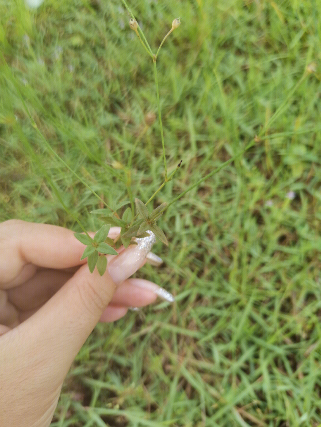 小时候起过一波全民都在找这种小草的的热浪,还有专人上门收购,贼贵!