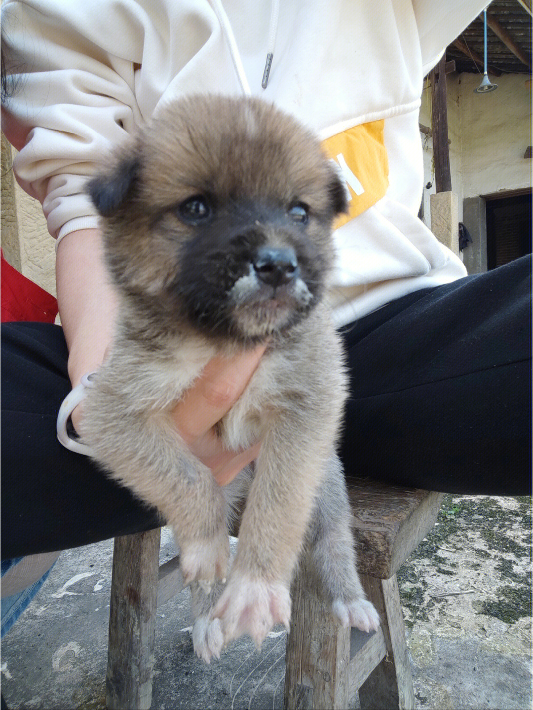 中华田园犬幼崽的特征图片