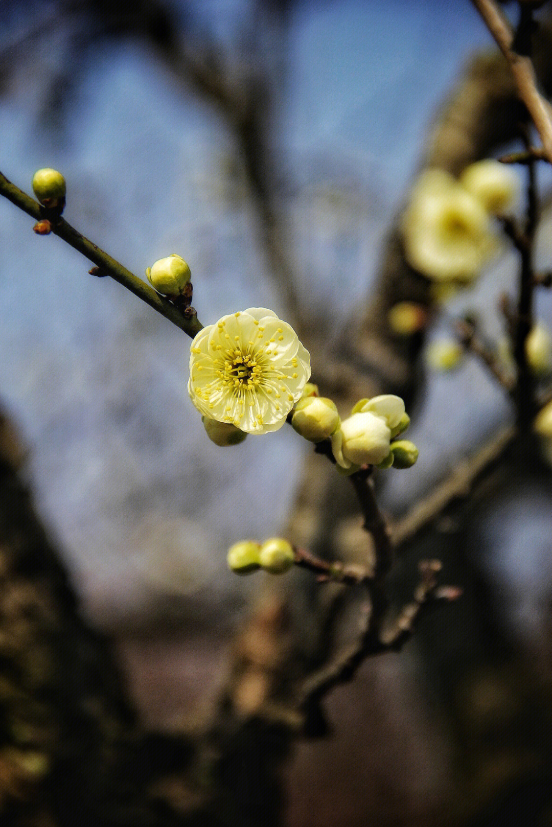 梅花山梅花正当时